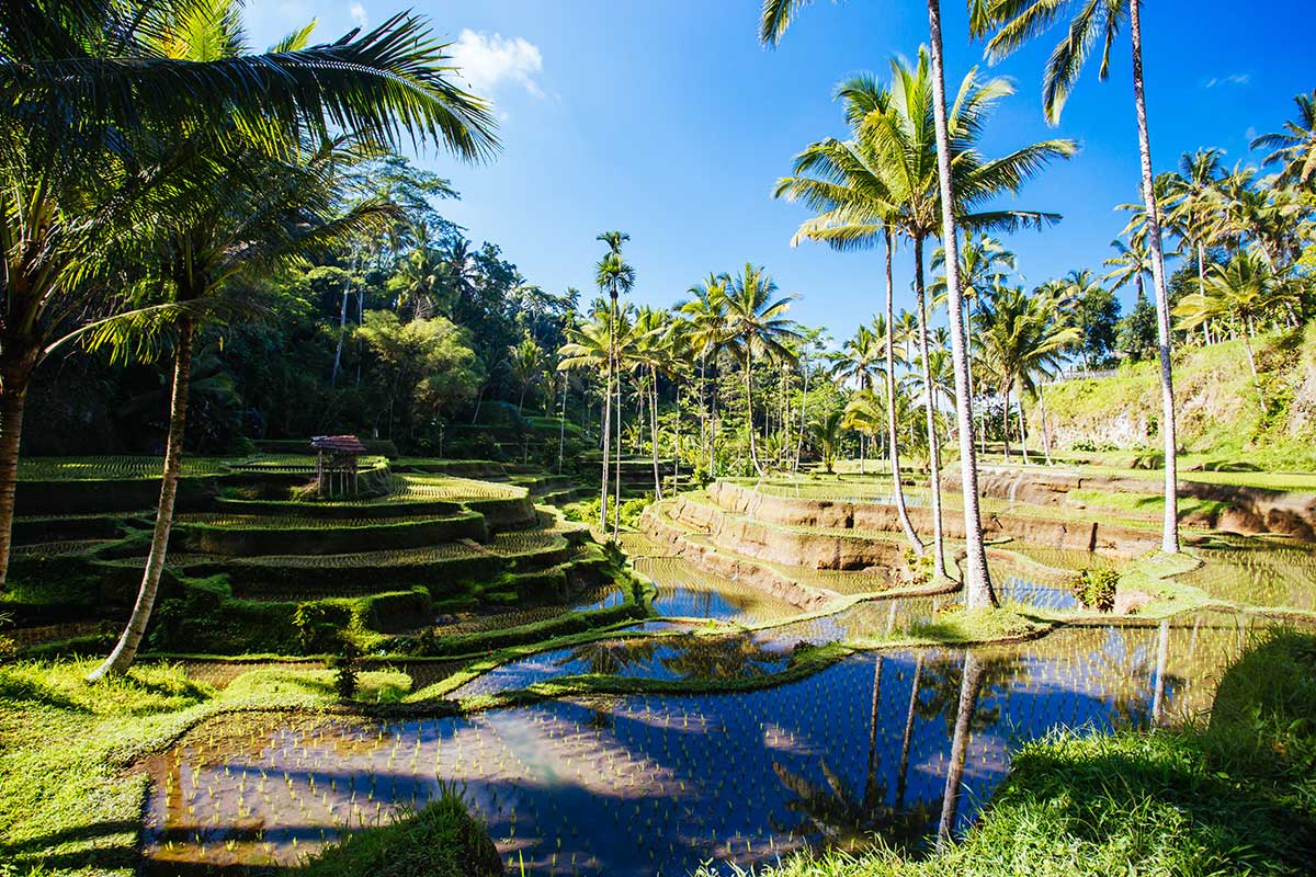 rice-fields-near-ubud-bali-indonesia-small.jpg